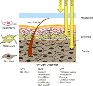 UV radiation in ambient sunlight is composed primarily of UVA and UVB energy. Most UVC is absorbed by the ozone, therefore although it is highly bioactive, terrestrial organisms are not exposed to significant levels of UVC. UVB can cause direct damage to DNA and reach the epidermis. UVA can penetrate the dermis and increases levels of ROS that indirectly induce DNA mutagenesis.