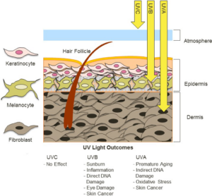 La radiación UV de la luz solar ambiental se compone principalmente de energía UVA y UVB. La mayor parte de la UVC es absorbida por el ozono, por lo que, aunque es altamente bioactiva, los organismos terrestres no están expuestos a niveles significativos de UVC. La UVB puede causar daños directos en el ADN y alcanzar la epidermis. Los UVA pueden penetrar en la dermis y aumentar los niveles de ROS que inducen indirectamente la mutagénesis del ADN.